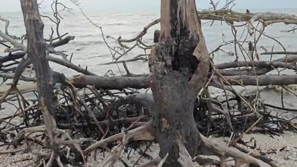 Gevallen Rottende Mangrovebossen Aan Het Strand — Stockvideo