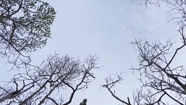 Forêts Mangroves Tombées Décomposition Près Plage — Video