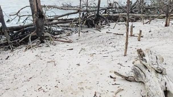 Gevallen Rottende Mangrovebossen Aan Het Strand — Stockvideo
