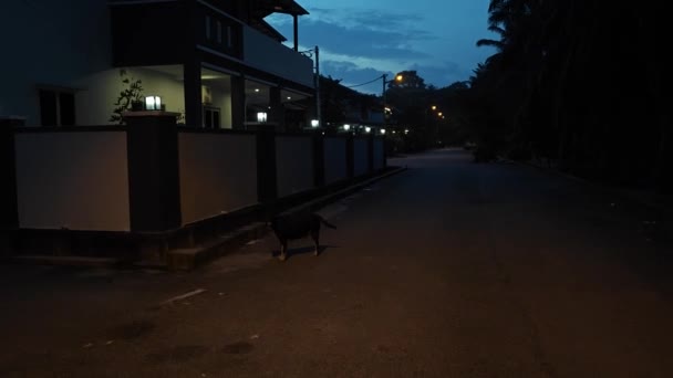가로등은 새벽에 아스팔트 도로를 — 비디오