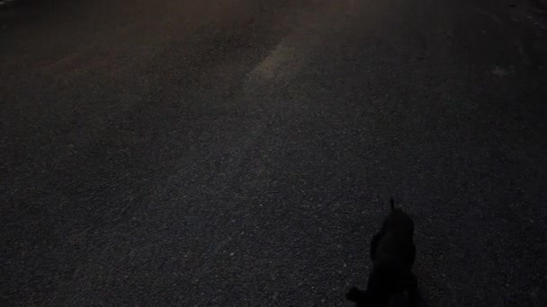 黎明时分 街灯照亮了柏油路 — 图库视频影像