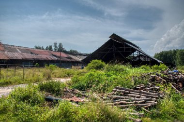 Orman mangrov kütükleri taşınıyor ve nehir kıyısında kurutuluyor.. 