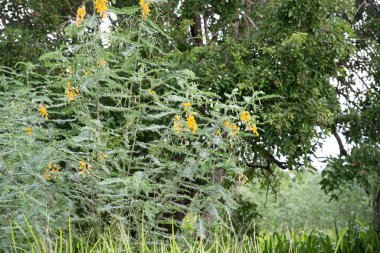 Toprakta yetişen yabani yeşil sebania davulları.