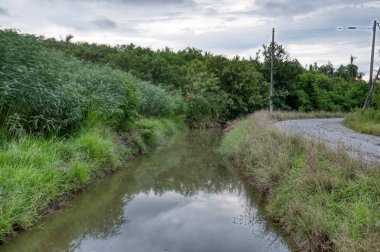 Yol boyunca büyüyen rüzgâr tepesi otları