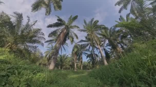 Modèle Masculin Faisant Exercice Dans Sentier Plantation Rurale — Video