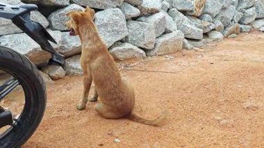 Kayalık sahilde başıboş gezen bir köpek.