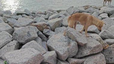 Kayalık sahilde başıboş gezen bir köpek.