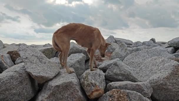 Herumstreunender Hund Felsigen Strand — Stockvideo