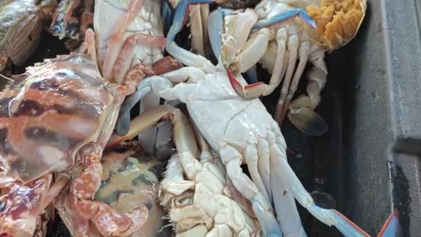 Peluang Kepiting Pelagicus Dengan Cakar Terikat — Stok Video