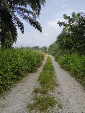 Tarımsal araziye olan perspektif yolu azalıyor