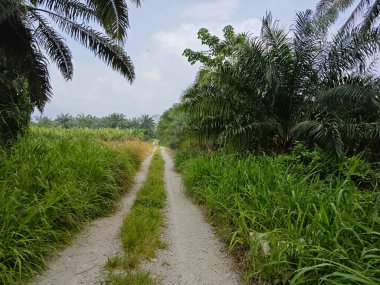 Tarımsal araziye olan perspektif yolu azalıyor