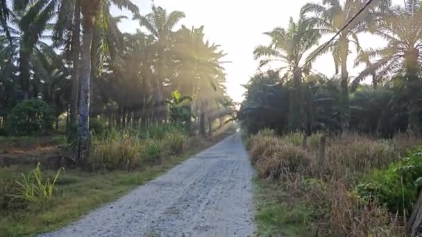 Manhã Cedo Dia Ensolarado Caminho Plantação — Vídeo de Stock