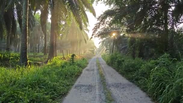 Manhã Cedo Dia Ensolarado Caminho Plantação — Vídeo de Stock
