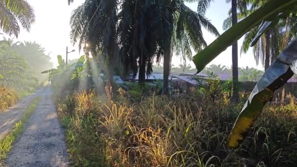 清晨阳光普照的种植园小径 — 图库视频影像