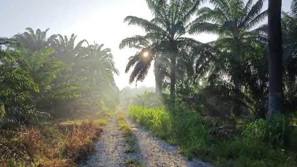 Día Soleado Temprano Mañana Camino Plantación — Vídeos de Stock