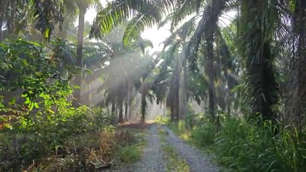 Çiftlik Yolunda Sabah Güneşli Bir Gün — Stok video