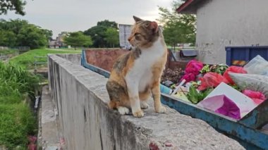 Sokak kedisi beton levhada dinleniyor.. 