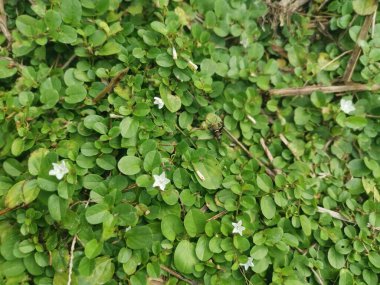 Evolvulus nummularius yabani otlar üzerinde