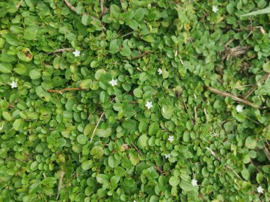 Evolvulus nummularius yabani otlar üzerinde