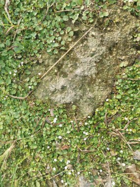 Evolvulus nummularius yabani otlar üzerinde