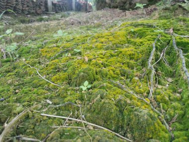 Toprak yüzeyinde büyüyen yeşil yosunlar ve algler..
