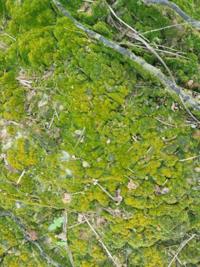 Toprak yüzeyinde büyüyen yeşil yosunlar ve algler..