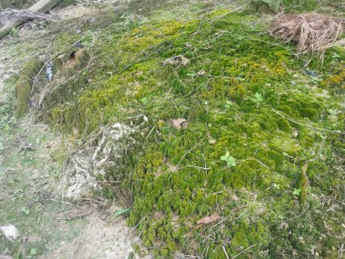 Toprak yüzeyinde büyüyen yeşil yosunlar ve algler..