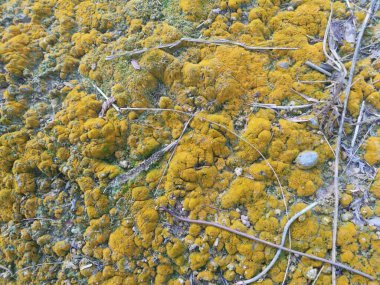 Toprak yüzeyinde büyüyen yeşil yosunlar ve algler..
