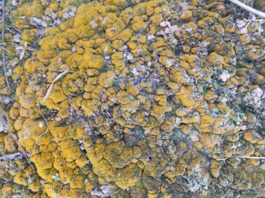 Toprak yüzeyinde büyüyen yeşil yosunlar ve algler..