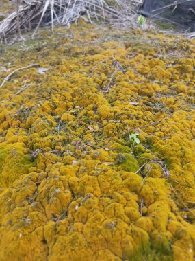 Toprak yüzeyinde büyüyen yeşil yosunlar ve algler..