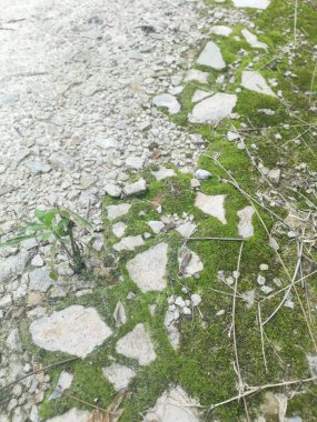 Toprak yüzeyinde büyüyen yeşil yosunlar ve algler..