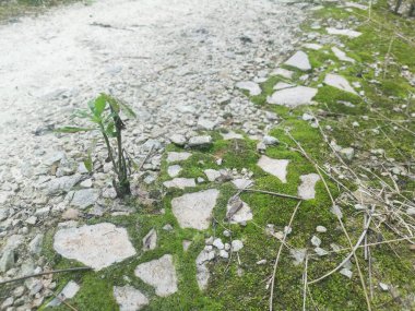 Toprak yüzeyinde büyüyen yeşil yosunlar ve algler..