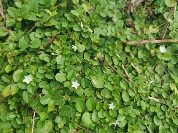 Evolvulus nummularius yabani otlar üzerinde