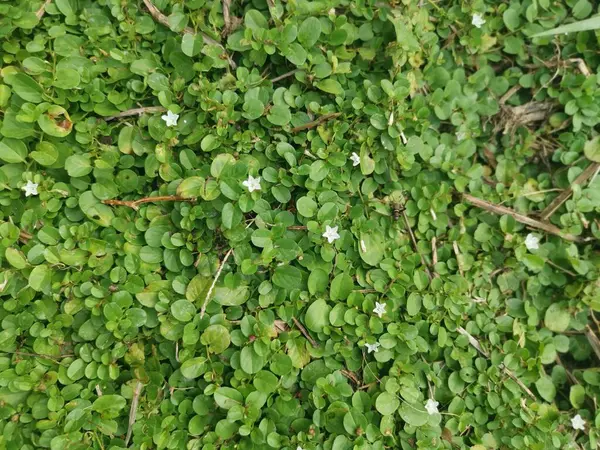 Evolvulus nummularius yabani otlar üzerinde