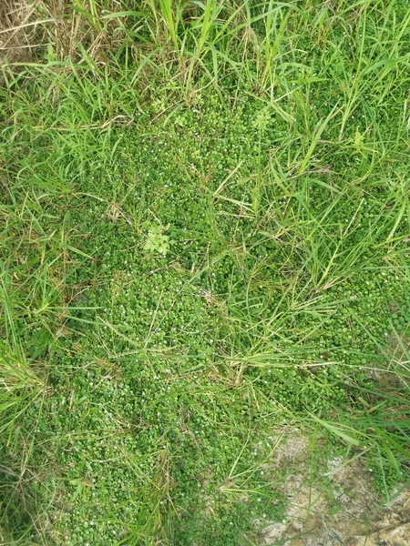 Evolvulus Nummularius Weed Wild Field — Stock Photo, Image