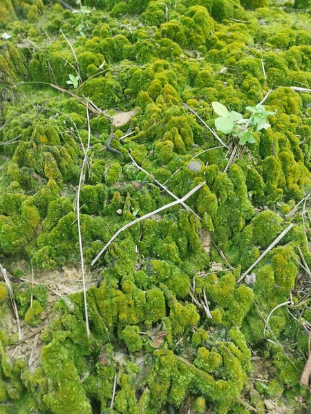 Musgo Verde Algas Que Crecen Superficie Del Suelo — Foto de Stock