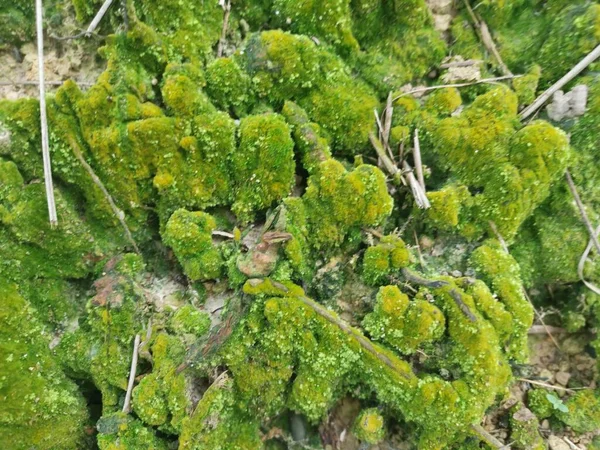 Green Mossy Algae Growing Soil Surface — Stock Photo, Image