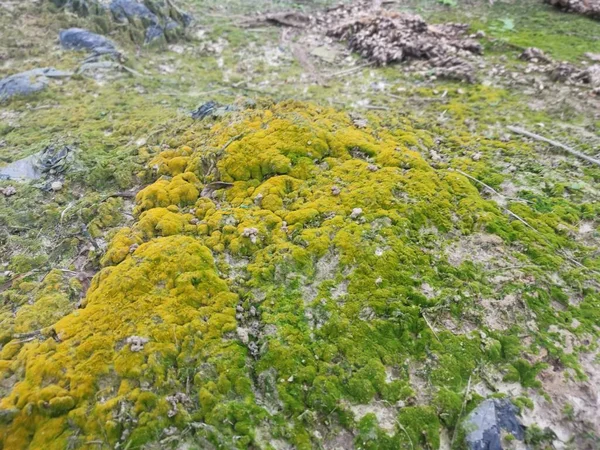 Toprak yüzeyinde büyüyen yeşil yosunlar ve algler..