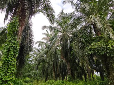 Çiftlikteki canlı yeşil bitki örtüsü.