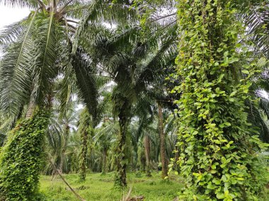 Çiftlikteki canlı yeşil bitki örtüsü.