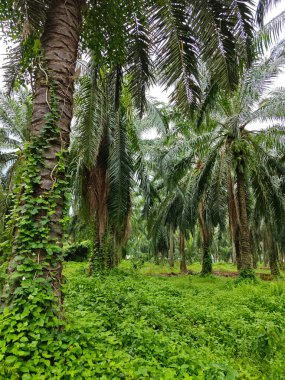 Çiftlikteki canlı yeşil bitki örtüsü.