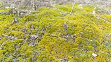 Toprak yüzeyinde büyüyen yeşil yosunlar ve algler..