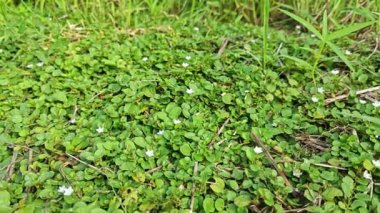 Evolvulus nummularius yabani otlar üzerinde