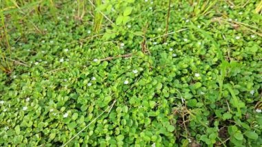 Evolvulus nummularius yabani otlar üzerinde