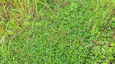 Evolvulus nummularius yabani otlar üzerinde