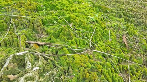 グリーン モッシーと藻類は 土壌表面で育ち — ストック動画