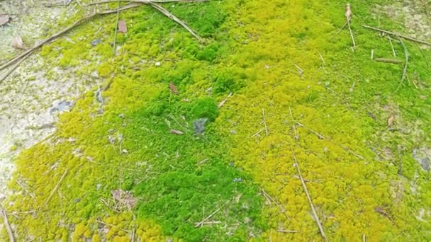 Toprak Yüzeyinde Büyüyen Yeşil Yosunlar Algler — Stok video