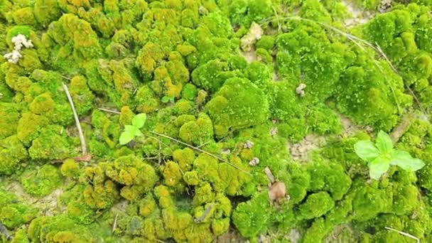 Зеленый Мох Водоросли Растущие Поверхности Почвы — стоковое видео