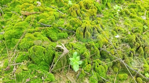 Zielony Mech Glony Rosnące Powierzchni Gleby — Wideo stockowe