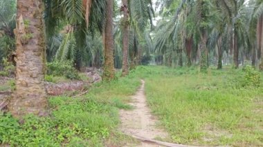 Çiftlikteki canlı yeşil bitki örtüsü.